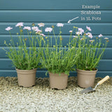 Scabiosa 'Mariposa Blue' Perennial Bedding