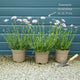Scabiosa 'Mariposa Blue' Perennial Bedding
