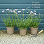 Scabiosa 'Mariposa Blue' Perennial Bedding