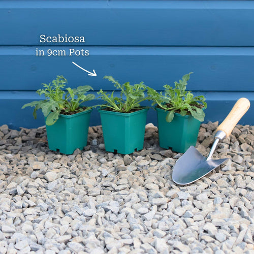 Scabiosa 'Mariposa Blue' Perennial Bedding