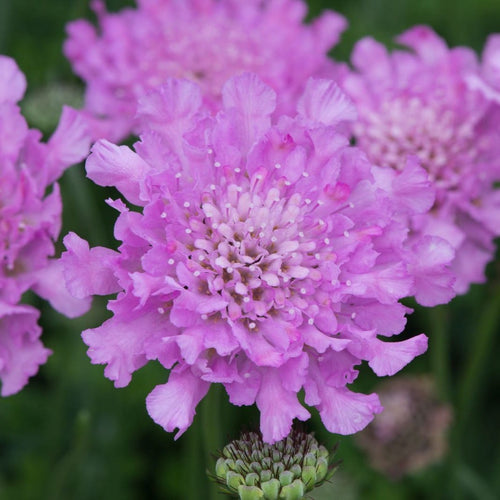 Scabiosa 'Flutter Rose Pink' Perennial Bedding