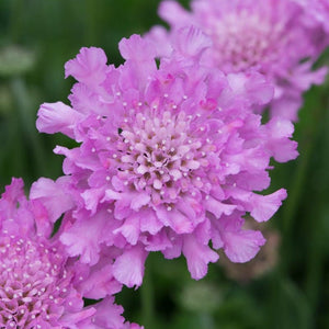 Scabiosa 'Flutter Rose Pink' Perennial Bedding