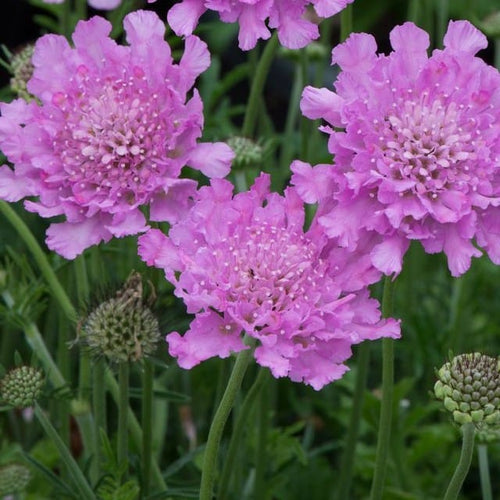 Scabiosa 'Flutter Rose Pink' Perennial Bedding