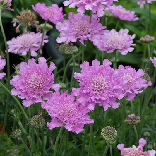Scabiosa 'Flutter Rose Pink' Perennial Bedding