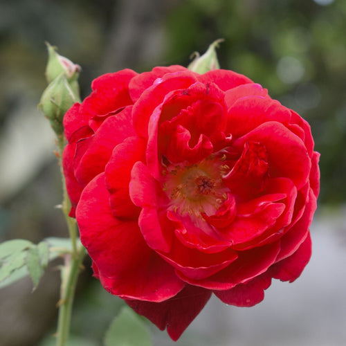 'Flower Carpet Scarlet' Carpet Rose Shrubs