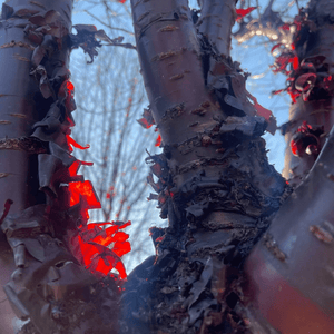 Multi Stem Tibetan Cherry Tree | Prunus Serrula Ornamental Trees