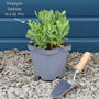 Sedum 'Chocolate Cherry' Perennial Bedding