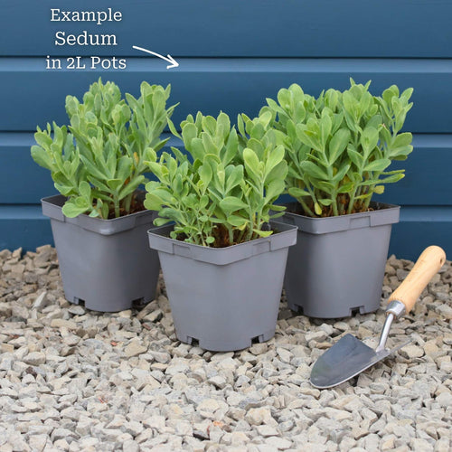 Sedum 'Chocolate Cherry' Perennial Bedding