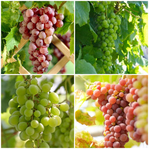 Seedless Outdoor Grape Collection Soft Fruit