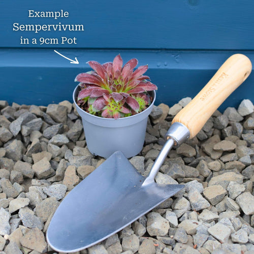 Sempervivum 'Reinhard' Perennial Bedding
