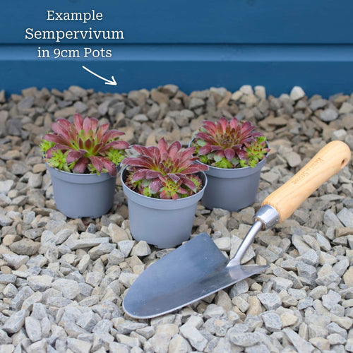Sempervivum 'Reinhard' Perennial Bedding
