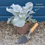 Senecio 'Angel Wings' Perennial Bedding