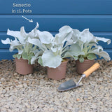 Senecio 'Angel Wings' Perennial Bedding