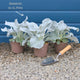 Senecio 'Angel Wings' Perennial Bedding