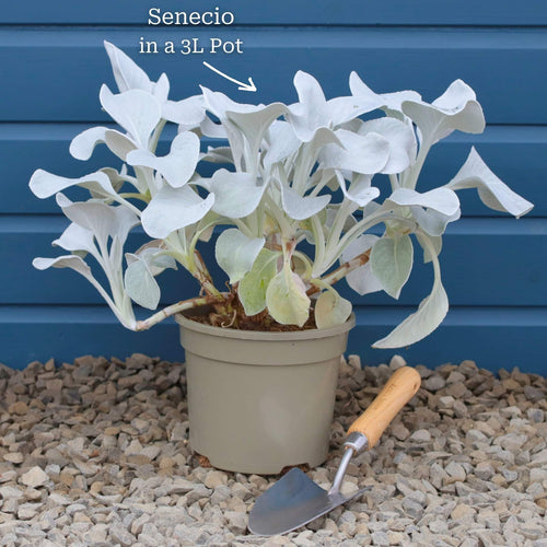 Senecio 'Angel Wings' Perennial Bedding