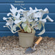 Senecio 'Angel Wings' Perennial Bedding
