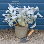 Senecio 'Angel Wings' Perennial Bedding