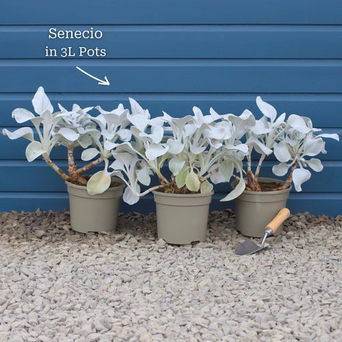 Senecio 'Angel Wings' Perennial Bedding