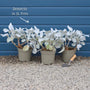 Senecio 'Angel Wings' Perennial Bedding