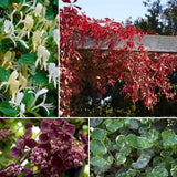 Shade-Loving Climbers Collection | Best Climbing Plants for Shade Climbing Plants