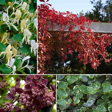 Shade-Loving Climbers Collection | Best Climbing Plants for Shade Climbing Plants