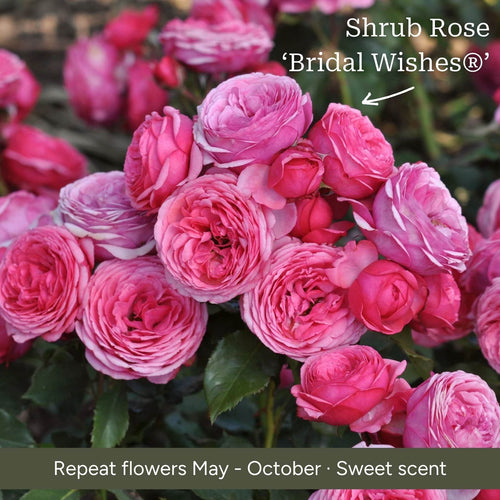 The Rose Gift Shrubs