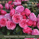 The Rose Gift Shrubs