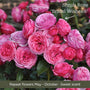 The Rose Gift Shrubs
