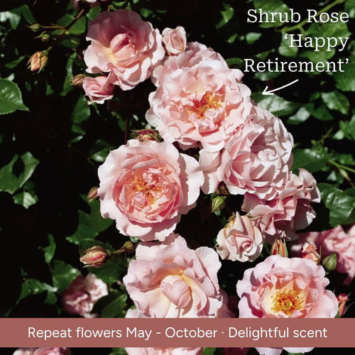 The Rose Gift Shrubs