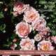 The Rose Gift Shrubs