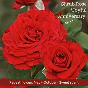 The Rose Gift Shrubs