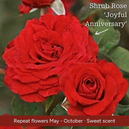 The Rose Gift Shrubs
