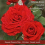 The Rose Gift Shrubs