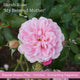 The Rose Gift Shrubs