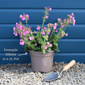 Silene 'Rollies Favourite' Perennial Bedding