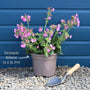 Silene 'Rollies Favourite' Perennial Bedding