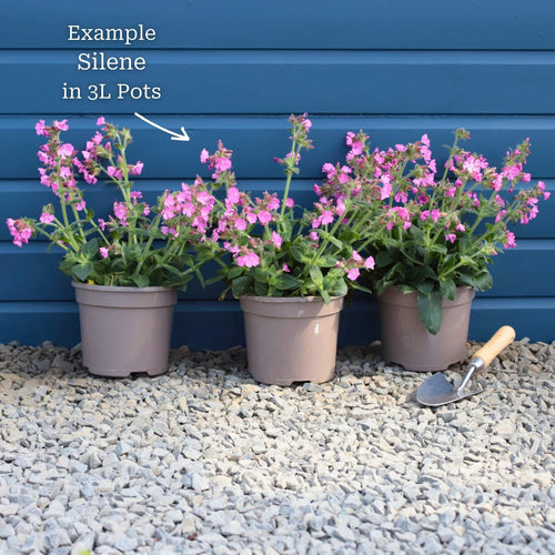 Silene 'Rollies Favourite' Perennial Bedding
