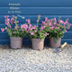 Silene 'Rollies Favourite' Perennial Bedding