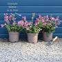 Silene 'Rollies Favourite' Perennial Bedding