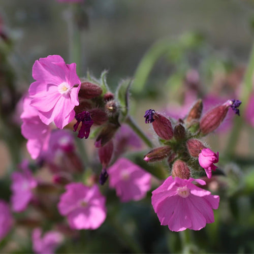 Silene 'Rollies Favourite' Perennial Bedding