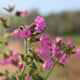 Silene 'Rollies Favourite' Perennial Bedding