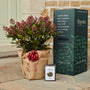The Skimmia Gift Gift Option