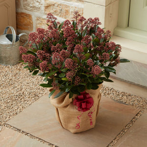 The Skimmia Gift Gift Option