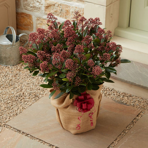 The Skimmia Gift Gift Option