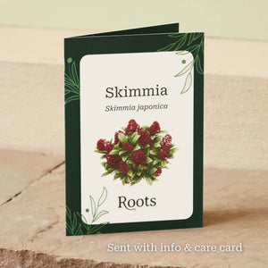 The Skimmia Gift Gift Option