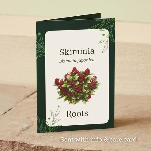The Skimmia Gift Gift Option