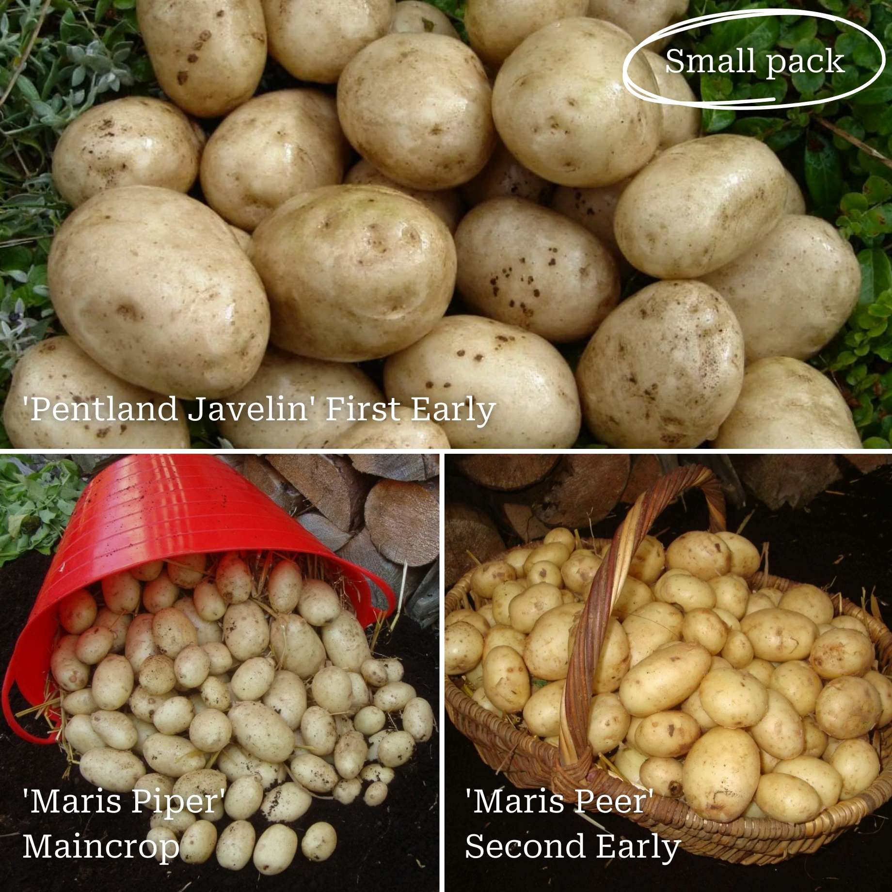 Full Season Seed Potato Pack Growers' Choice Roots Plants