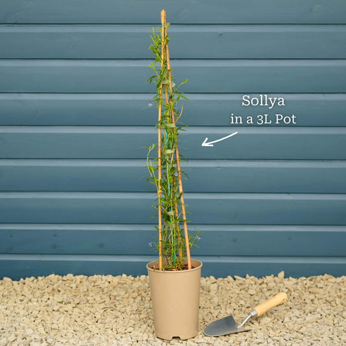 Bluebell Creeper | Sollya heterophylla Climbing Plants