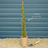 Bluebell Creeper | Sollya heterophylla Climbing Plants