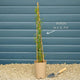 Bluebell Creeper | Sollya heterophylla Climbing Plants